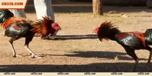 Ds88 Cockfight