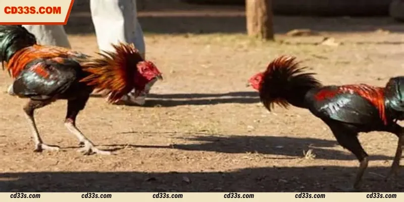 Ds88 Cockfight