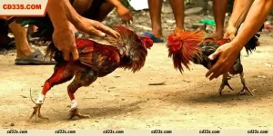 S128 Cockfight
