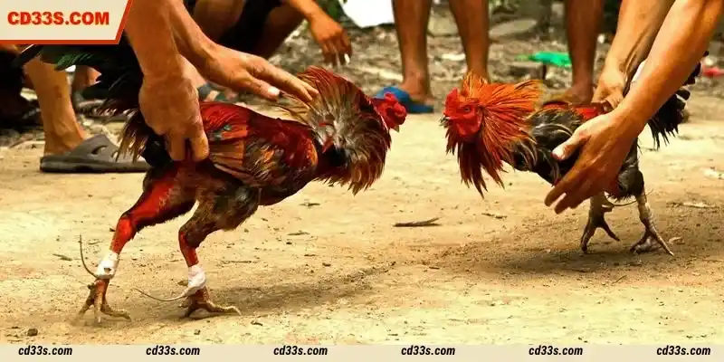 S128 Cockfight