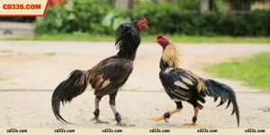 Sv388 Cockfight