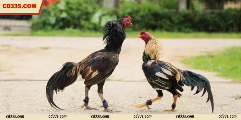 Sv388 Cockfight