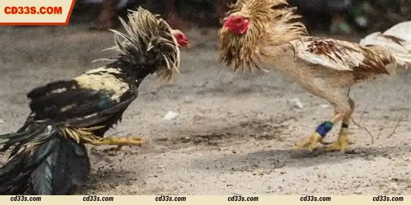 Ws168 Cockfight