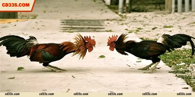 Cockfighting matches need to be carefully scrutinized