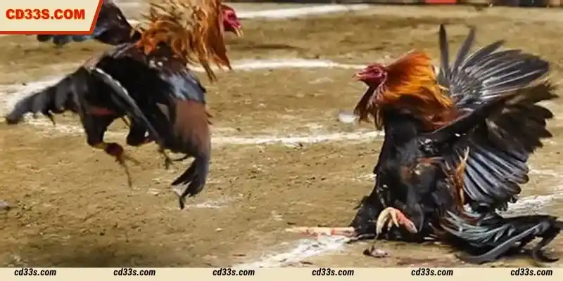 S128 Cockfight is recommended for participation by expert players