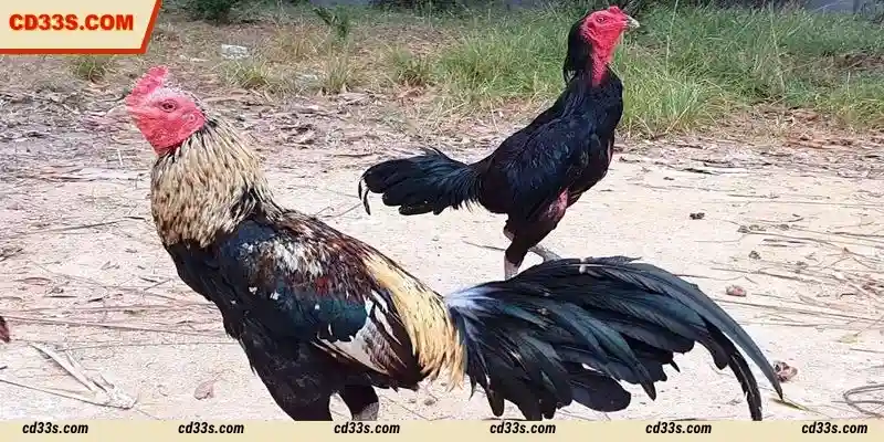 SV388 Cockfight attracts a large number of players