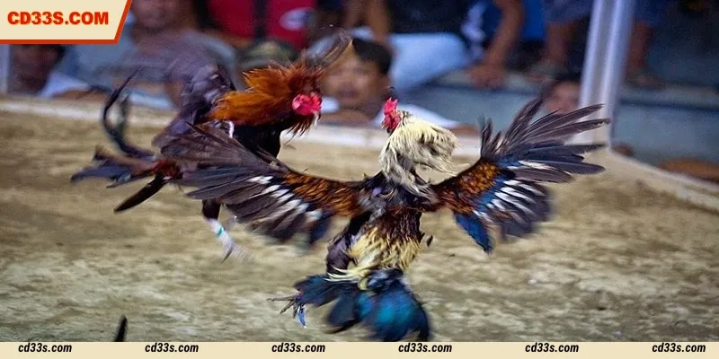 The form of cockfighting betting is very important