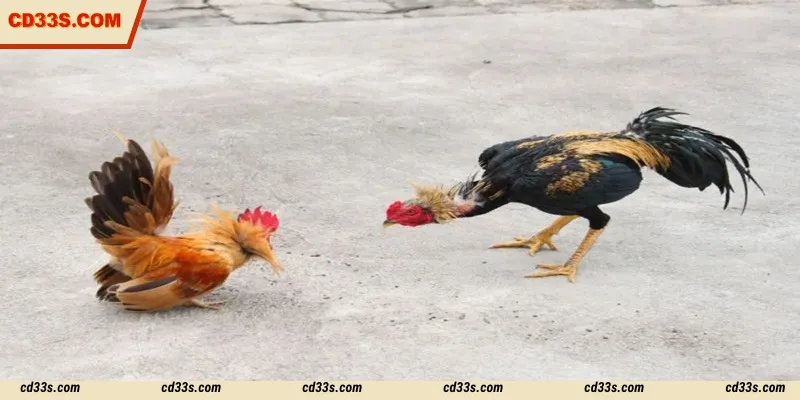 WS168 Cockfight is a top-tier betting platform that's hard to resist
